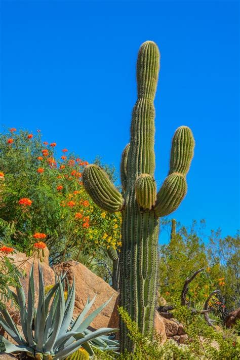 Desert Cactus Landscape In Arizona Stock Photo Image Of Landscape