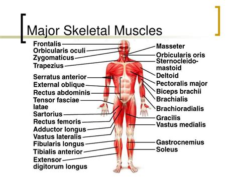 Ppt Muscular System Powerpoint Presentation Free Download Id1872965