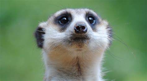 Free Photo Wild Meerkats Animal Gopher Jungle Free Download Jooinn