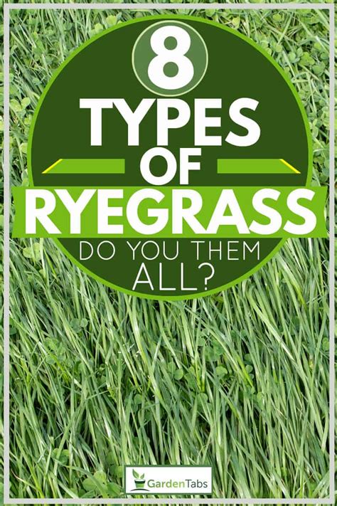 8 Types Of Ryegrass Do You Know Them All