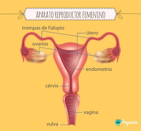 Lev Ntate Divorcio Canal Anatomia De Aparato Reproductor Femenino