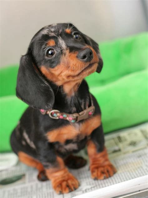 65 Baby Dachshund Dogs Image Bleumoonproductions