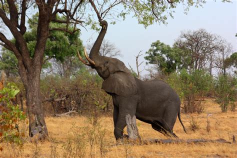 African Elephants Use Their Acute Sense Of Smell As Form Of