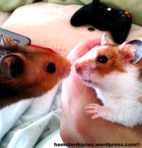 Hamster Couple In Love Ready For A Romantic Night Of Video Game Play