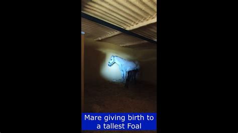 Mare Giving Birth To Tallest Foalshorts Animal Shorts Youtube
