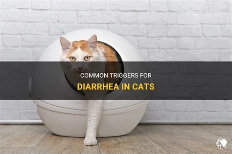 Common Triggers For Diarrhea In Cats PetShun