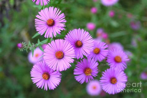 Pink Aster Flowers In Autumn Photograph By Tmsara Pixels