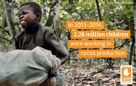 Ghana Disputes New Report On Child Labour Rising In West Africa Cocoa
