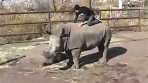 Men Having Sex With A Rhino At The Zoo Youtube