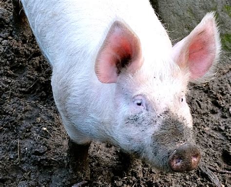 Large White Pig Characteristics Origin Uses