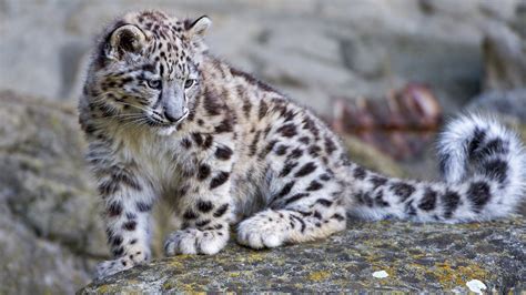Wallpaper Cute Snow Leopard Baby 2560x1920 Hd Picture Image