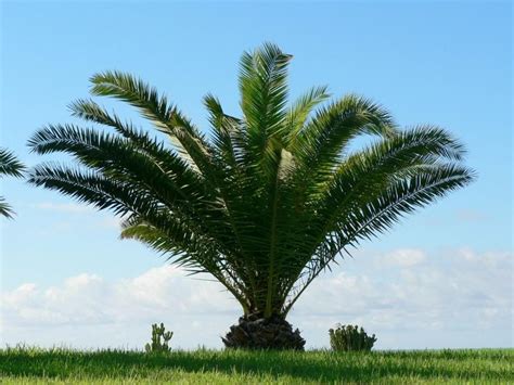 Types Of Palm Trees Las Vegas Tree Trimmers