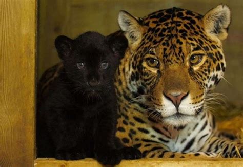 Jaguar Cub Baby Born At Smarden Big Cat Sanctuary Near Ashford