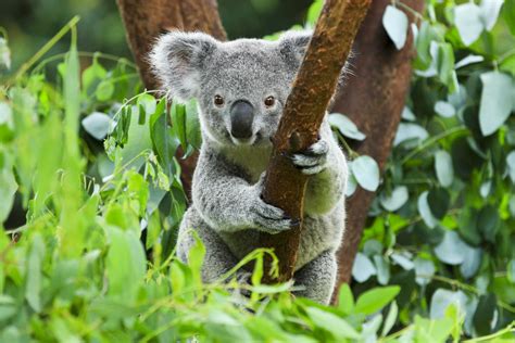 World Wildlife Day Koala Quiz