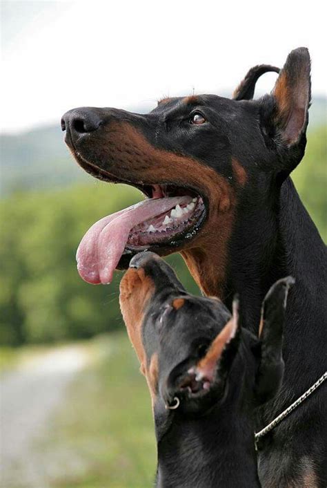 Doberman Guard Dog Pictures Walker Buys 40 000 Doberman Guard Dog