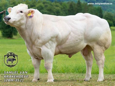 This large breed is one of the highest yielding and most important beef cattle in the world. Belgian Blue Breed - Blanc Bleu Belge - Belgické modrobílé ...