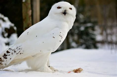 11 Interesting Facts About The Snowy Owl Krebs Creek