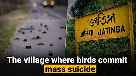 Jatinga Village A Mysterious Place Where Birds Commit Suicide Watch