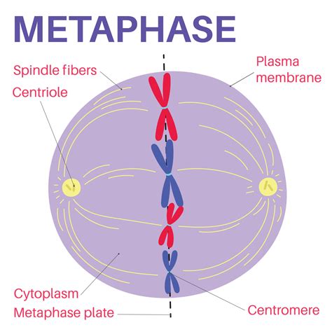 Metaphase Is A Stage Of Mitosis In The Eukaryotic Cell Cycle 14268875