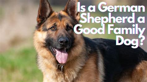 Are German Shepherds Good Dogs For Families