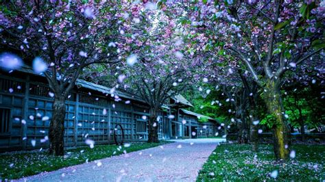 Tổng Hợp Hình ảnh Mùa Xuân đẹp ảnh đẹp Thiên Nhiên đón Xuân