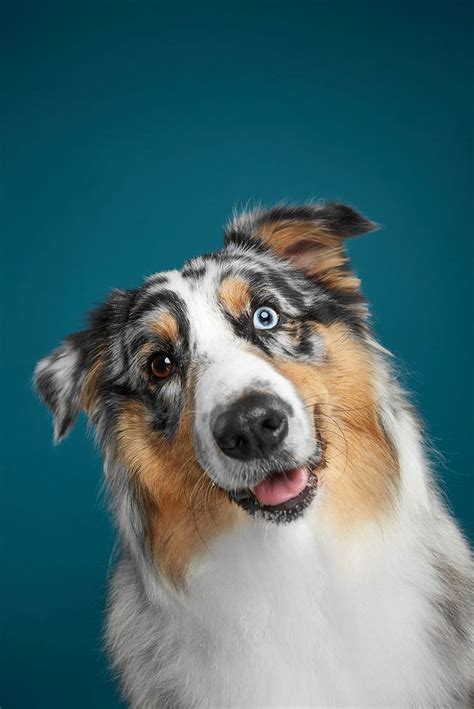 Explore The Amazing Dog Breeds Through Awesome Dog Photography Puppy