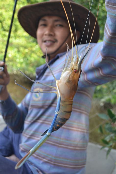 Mancing udang sungai (udang galah) sungai katingan, kali ini diguyur tarikan keras udang galah super menarik joranku saat akan pindah ke spot berikut, tidak di sangka udang galah ukuran sangat. Joranharian.blogspot.com: Udang Galah, Sungai Besar