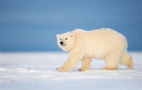 Wallpaper Winter Snow Bear Polar Bear Images For Desktop Section