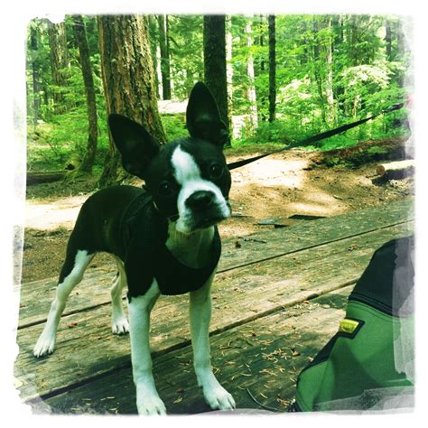 Find boston terrier puppies and breeders in your area and helpful boston terrier information. Penny the Puppy Visits Mt. Rainier #bostonterrier | Boston terrier, Pets, Puppies