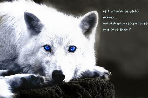 Meleyis Ghost Wolf By Aryachan Love Wolves On Deviantart