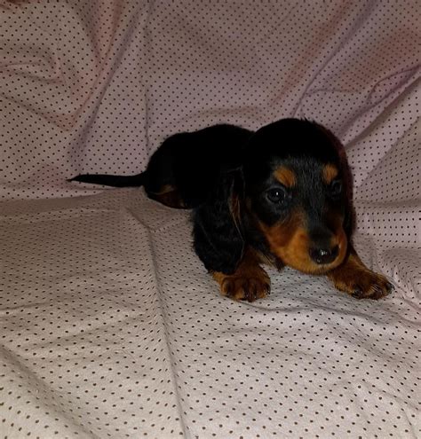 Reed's mini dachshunds in florida offers miniature dachshund puppies for sale. Dachshund Puppies For Sale | Phoenix, AZ #272363 | Petzlover