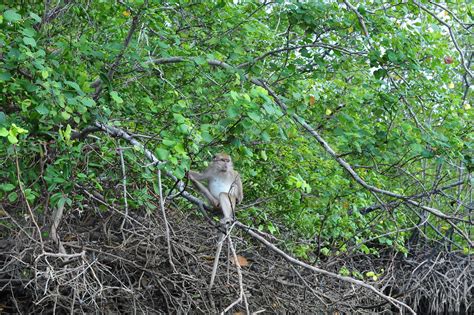 See more of kilim geoforest park of langkawi on facebook. Kilim Geoforest Park, Langkawi | langkawi, south east asia ...
