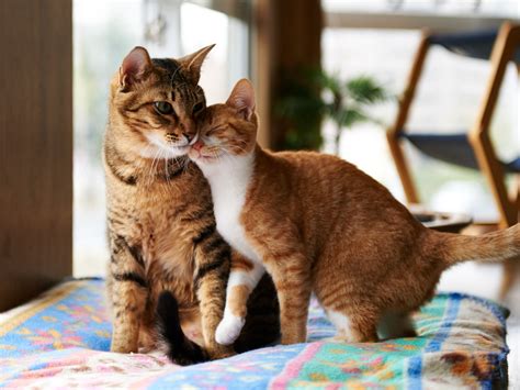 See more ideas about tabby cat, tabby cat pictures, tabby. Introducing a New Kitten to Older Cats