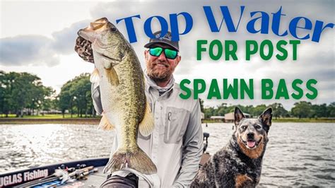 Top Water For Post Spawn Largemouth Bass Youtube