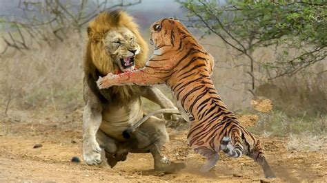 Tiger Vs Lion Who Will Rule The Jungle Do You Agree Youtube
