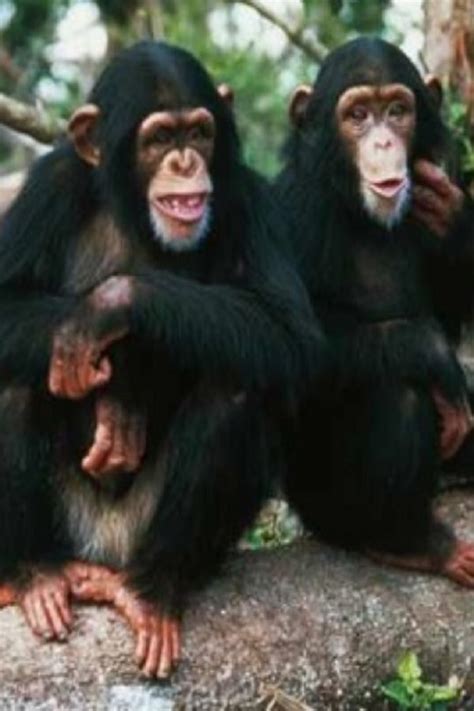 Chimpanzees Bond By Watching Movies Together Too Animals Beautiful