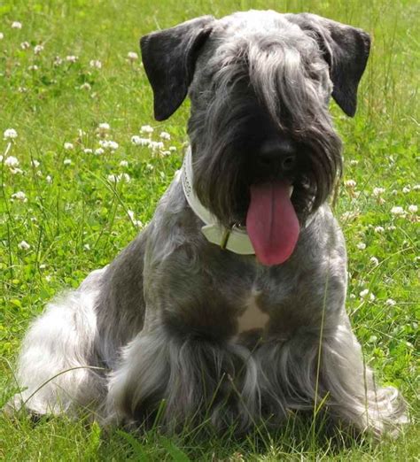 Cesky Terrier Dog Breed Information And Images K9 Research Lab