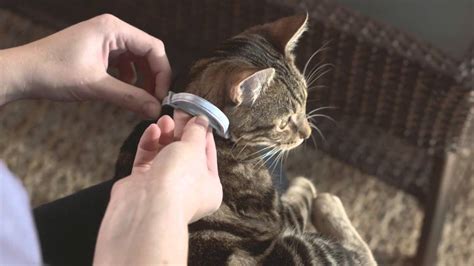 Should You Be Using A Flea Collar For A Cat Noahs March