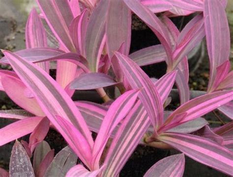 15 836 просмотров 15 тыс. Product Detail | Easy to grow flowers, Water wise plants ...