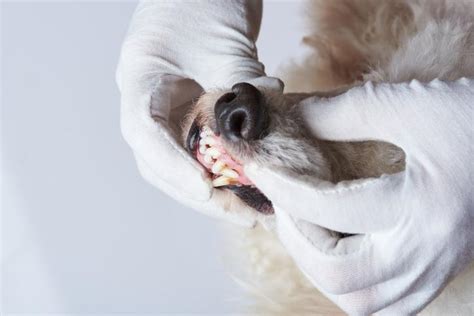 What Causes White Gums In Dogs