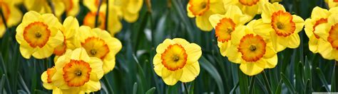 Yellow Daffodils Flowers Outdoors Spring Ultra Hd