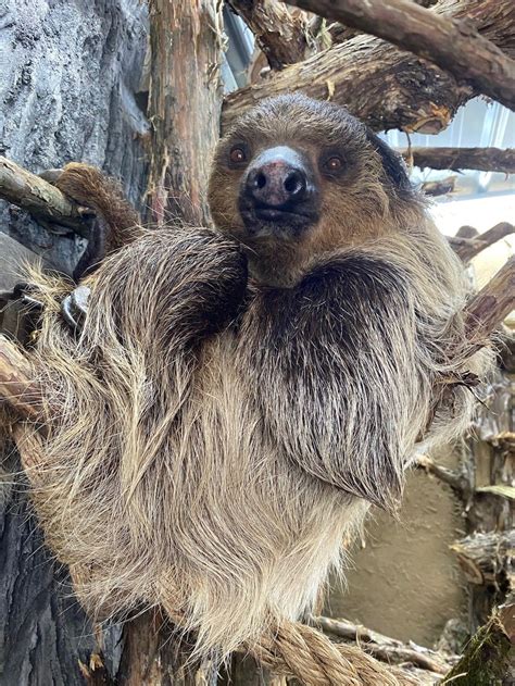 Sloths Arrive At Ararat Ridge Zoo At The Ark Encounter Answers In Genesis