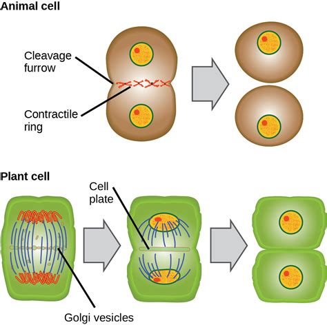 An Animal Cell Has Just Completed Telophase 1 Wordpress Com A Gene