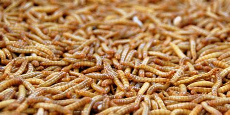 Rat Hairs And Maggots May Warned Of Reality Of Us Brexit Trade Deal