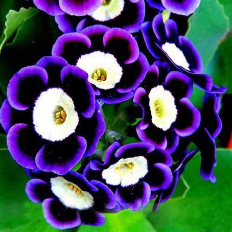 Black Purple Scarce Rare Phantom Petunia Flower Seeds — Jack Seeds