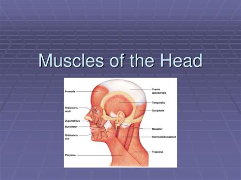 Ppt Muscles Of The Head Powerpoint Presentation Free Download Id