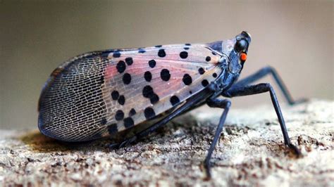 Spotted Lanternfly Treephilly
