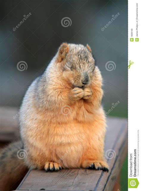 Praying Squirrel Stock Photo Image Of Hungry Chipmunk