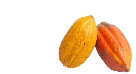 Cacao Png Image Purepng Free Transparent Cc0 Png Image Library