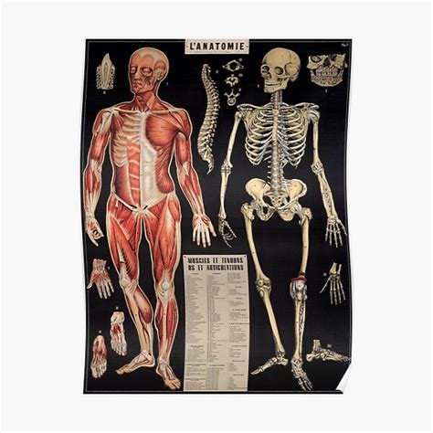 Human Anatomy Vintage Scientific Illustration Encyclopedia Lithograph Labelled Diagram Poster